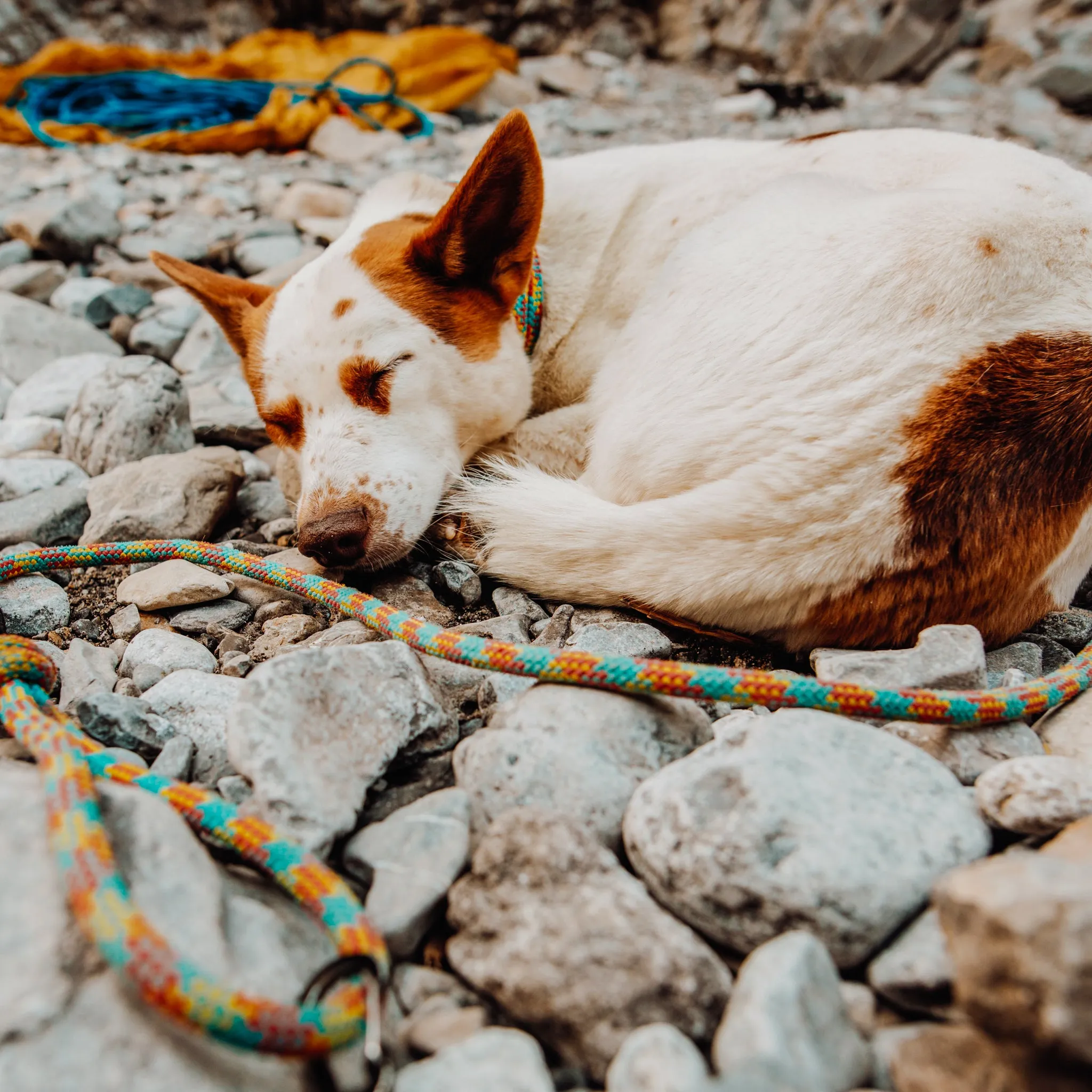 Aprés Quick Clip Leash