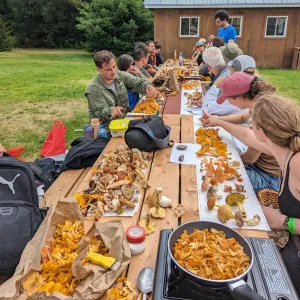 August 10, 2025 - LAURENTIANS - Mushroom-Hunting Excursion