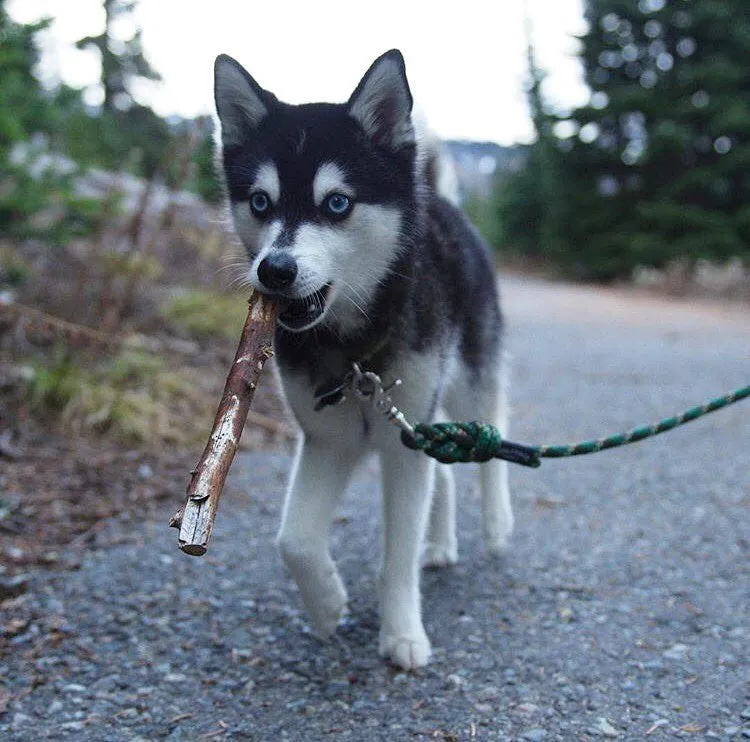 Camo Quick Clip Leash