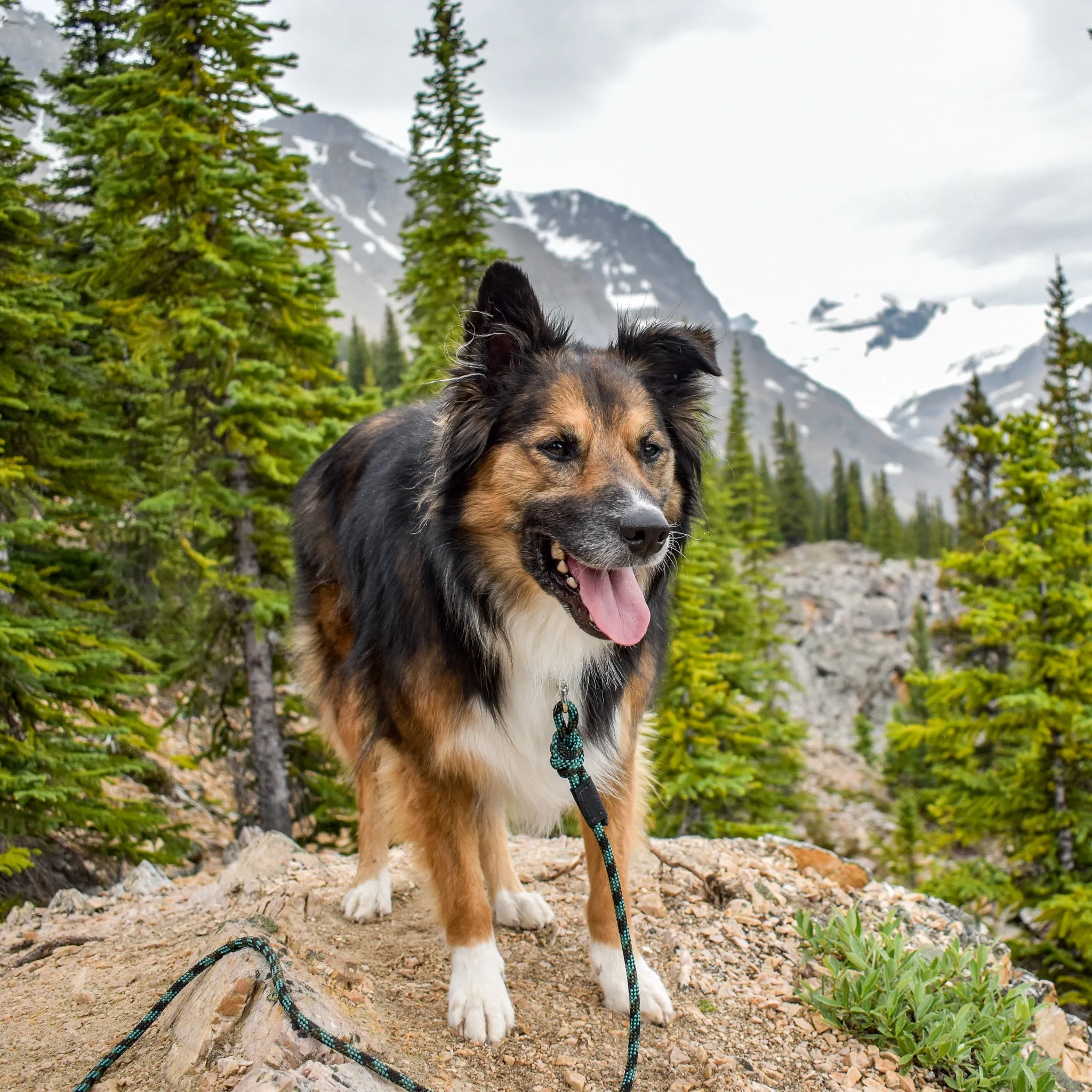 Granite Quick Clip Leash