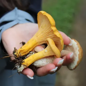 July 13, 2025 - EASTERN TOWNSHIPS - Mushroom-Hunting Excursion