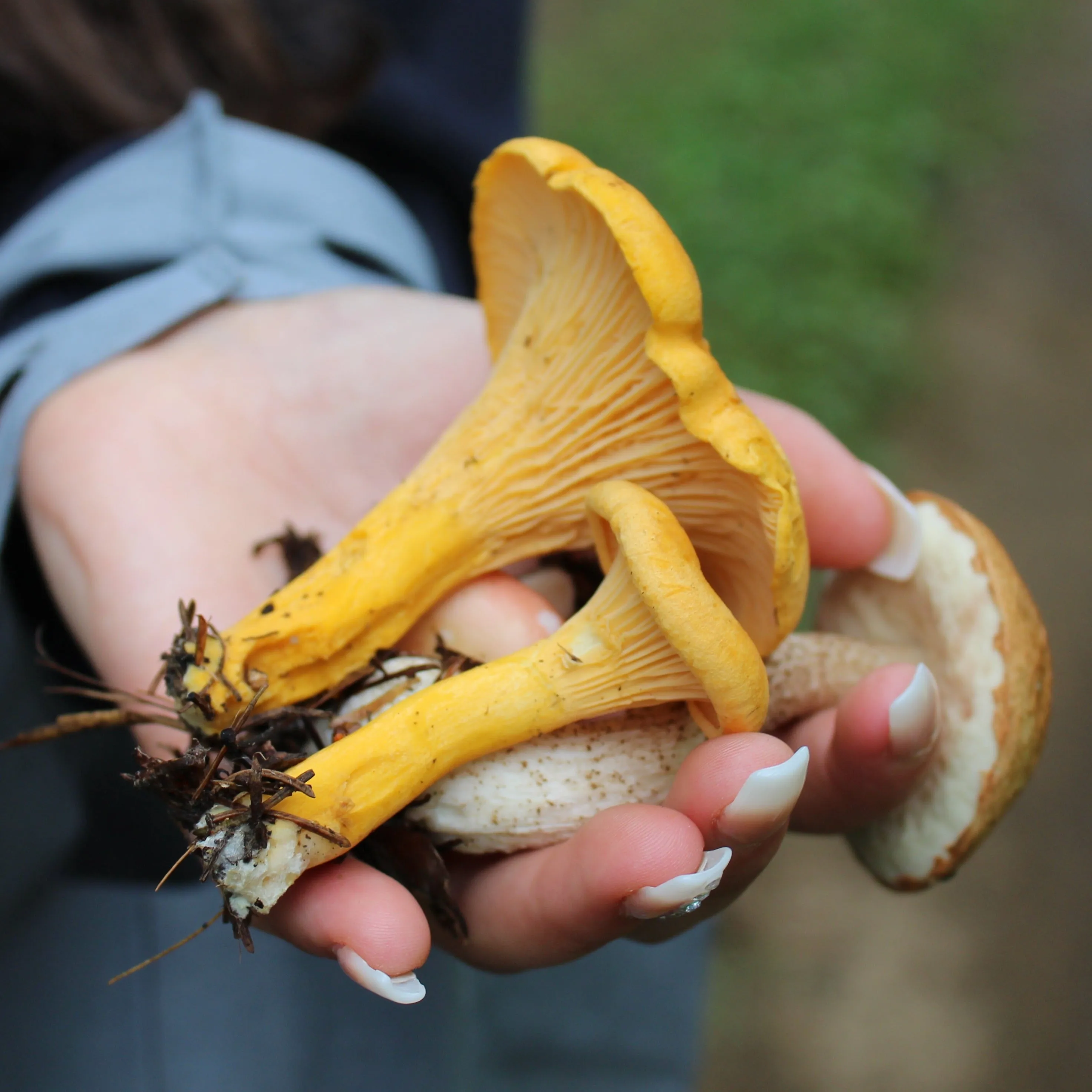 July 13, 2025 - EASTERN TOWNSHIPS - Mushroom-Hunting Excursion